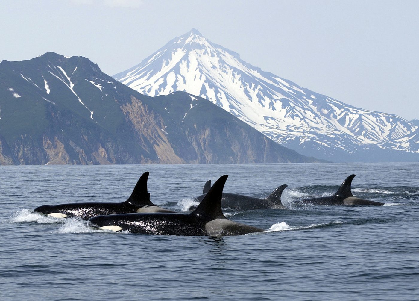 A pod of orcas surfacing in cold water against a snow-capped volcano